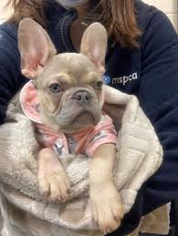 Mini french bulldogs and pocket french bulldogs. 11 Week Old French Bulldog Named Carol Needs Surgery And A New Home This Holiday Season Masslive Com
