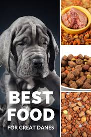 Great danes can safely eat puppy food given that it meets specific requirements around micro and macro nutrient levels, calories, and contains quality ingredients. The Best Dog Food For Great Danes Best Dog Food Dog Food Recipes Great Dane