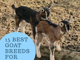 Regardless of their size, goats don't make great house pets. 15 Best Goat Breeds For Pets Pethelpful By Fellow Animal Lovers And Experts