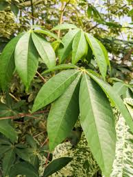 Image result for Ceiba pentandra