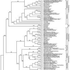 Image result for Psorospermum mechowii