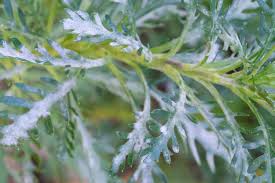 Preventing and Controlling Powdery Mildew