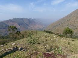 Image result for Helichrysum panduratum