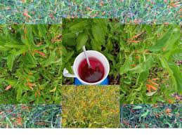 Image result for Justicia phyllostachys