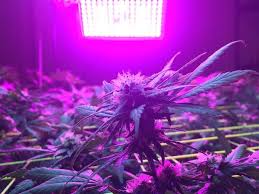 If you want a complete indoor garden kit, opt for the aerogarden harvest elite ( view at amazon ), which comes with a starter pack of seeds. 10 Best Led Grow Lights For Cannabis 2020 Complete Buyer S Guide Production Grower