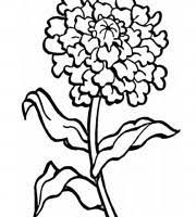 Color value the color value (e 10% 1cm) of marigold color is not less than 2,500 and is in a range of 95－115% of the labeled value. Top Marigold Coloring Pages For Your Little Ones Coloring Pages