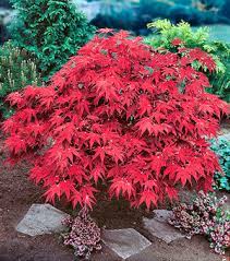 Japanese Maple Emperor Japanese Red Maple Tree Japanese Maple Tree Red Maple Tree