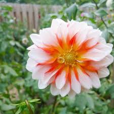 Order from a local florist today! Pin On Dahlias