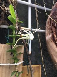 Image result for Angraecum cultriforme