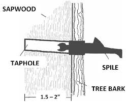 Hobby Maple Syrup Production Ohioline