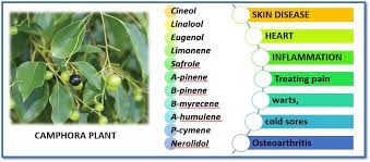 Another herb from the mint family, the rosemary plant is a small evergreen shrub with long, linear leaves resembling needles and small blue flowers. A Medicinal Significance Of Camphor Plant Cinnamomum Camphora Institute Of Pharmacy