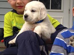 Golden retriever puppies virginia beach for sale. English Golden Retriever Puppies For Sale In Abingdon Virginia Classified Americanlisted Com
