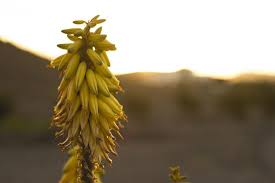 Check spelling or type a new query. Flor Del Aloe Vera Muy Bonita Y Sabrosa Bild Von Verdeaurora Fuerteventura Tripadvisor