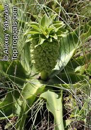 Image result for Eucomis autumnalis
