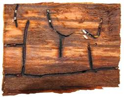 Image result for Pachylobus osika