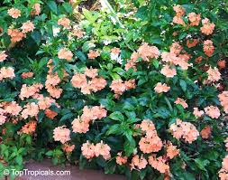 Image result for Crossandra fruticulosa