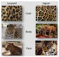 Mitnal) in maya mythology, ruled by the maya death gods and their helpers. The Top 5 Differences Between Jaguars And Leopards The Wildcat Sanctuary