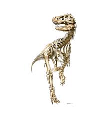 Dinosaur bone is a quest item needed for roll the bones. Tyrannosaurus Rex Skeleton Cardboard Cutout Tyrannosaurus Rex Skeleton Cardboard Standup Advanced Graphics