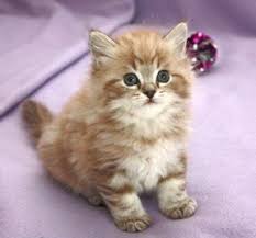 Ragamuffin Almost Looks Like Him Ragamuffin Kittens Cute Cats And Kittens Pretty Cats