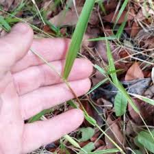 Image result for Steinchisma laxum