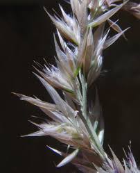 Image result for Centropodia