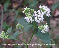 They are more distinctive when blooming. The Eupatorium Eutrochium Story Pt 2 Northeast School Of Botanical Medicine