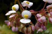 Image result for Begonia meyeri-johannis