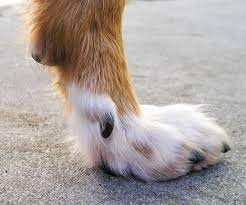The Function Of Dewclaws 101 Mcintyre Rehabilitation