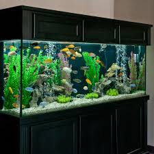 Fish Tank Supplies For Your Aquarium Petsolutions Amazing Aquariums Fresh Water Fish Tank Cichlid Aquarium