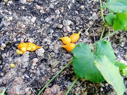 Image result for Kedrostis leloja