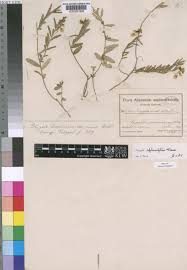 Image result for Polygala sphenoptera