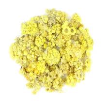 Image result for Helichrysum helvolum