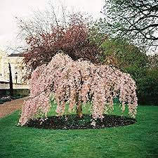 20 pink fountain weeping cherry tree seeds diy home garden dwarf tree seeds perennial. 5 Dwarf Weeping Peach Cherry Tree Seeds Flowering Japanse Ornimental Garden Amazon Co Uk Garden Outdoors