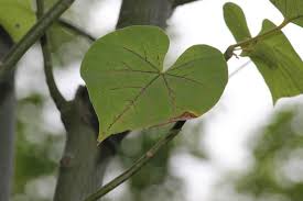 Image result for Hildegardia