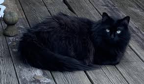 Baby Black And Ginger Cat Fluffy Void Fluffy Black Cat Black Cats Rock Orange Tabby Cats