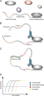 Then, do the same for each mutated dna sequence. In Vitro Analysis Of Dna Protein Interactions By Proximity Ligation Pnas