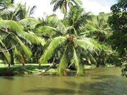 Image result for Cocos nucifera