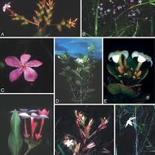 Image result for Pavetta stenosepala