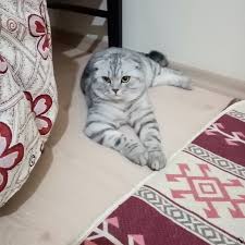 Dumana Es Ariyorum Dost Patiler Kedi Kopek Dunyasi Kedi Ve Kopekler Icin Her Sey