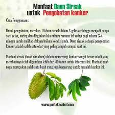 Manfaat Daun Sirsak Tanaman Obat Obat Alami Kesehatan
