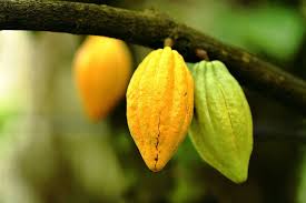 Feves De Cacao Mexique C Fotolia Cacao Chocolat Feve De Cacao