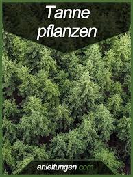 Tanne Pflanzen Mit Einer Tanne Lasst Sich Der Eigene Garten Einfach Verschonern Hier Erfahrst Du Wo Und Wann Man Eine Ta Pflanzen Baume Pflanzen Pflanzideen