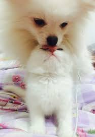 Ankara Ev Pet Hotel 05352578034 Pet Hotel Pets Animals