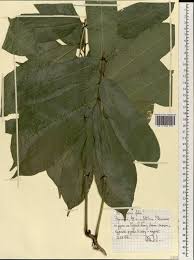 Image result for Polyscias fulva