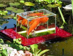 Your water pond stock images are ready. Flying Aquarium Above The Water Floating Koi Goldfish Observation Tank