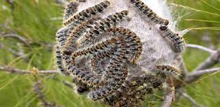 Crăciunul este cel mai minunat moment al anului, iar în spania se trăiește această perioadă cu aceeași intensitate ca și în alte țări. Storre Larveplage Enn Vanlig Spaniaposten