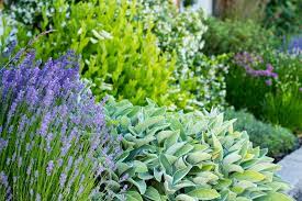 Mediterranean Inspired Front Yard Landscape Design With Lavender Lamb S E Front Yard Landscaping Design Mediterranean Landscaping Front Yard Front Yard Plants