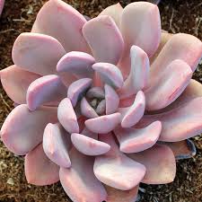 Image result for Crassula schimperi