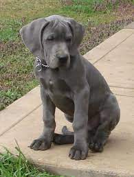 Cute Blue Great Dane Puppies All Puppies Pictures And Wallpapers Great Dane Puppy Dane Puppies Blue Great Danes