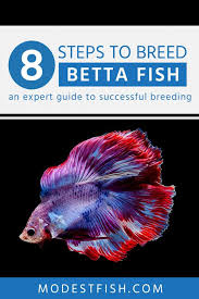 How To Breed Betta Fish An Expert Guide To Successful Breeding